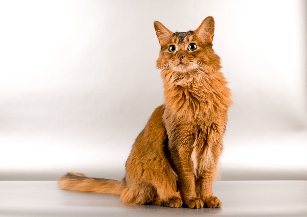 Voici 9 Races De Chat Qui D bordent D amour