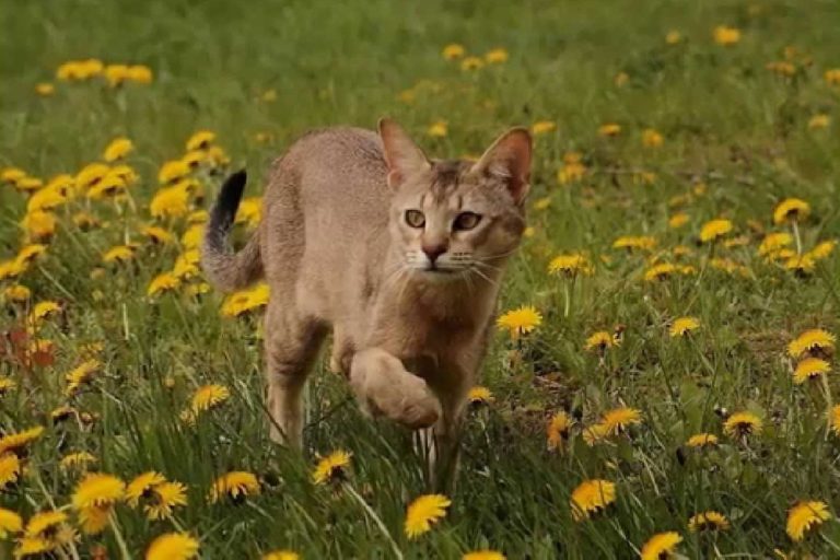 Chausie Chausie