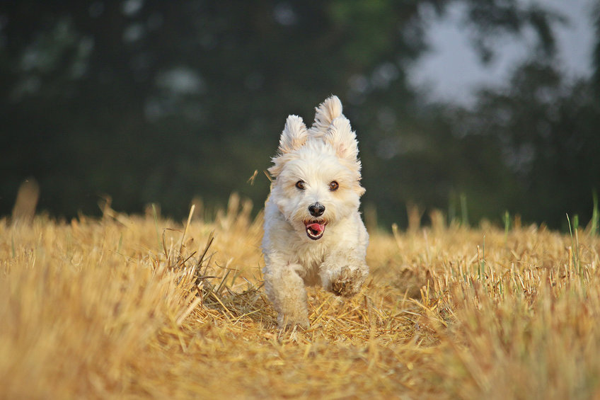 chien Bichon maltais