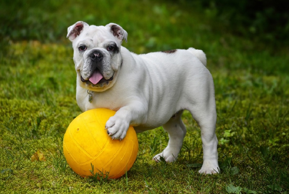 race de chien Bulldog