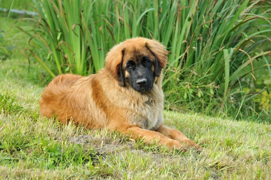 chien Leonberger