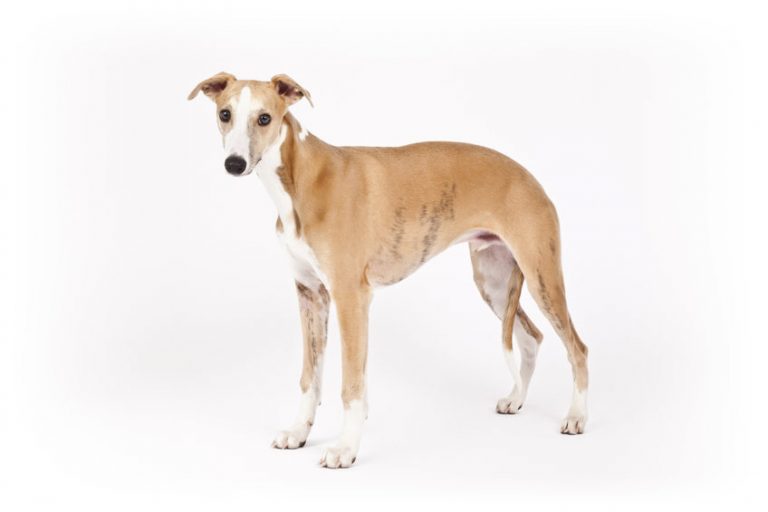 Whippet - Animal.ch