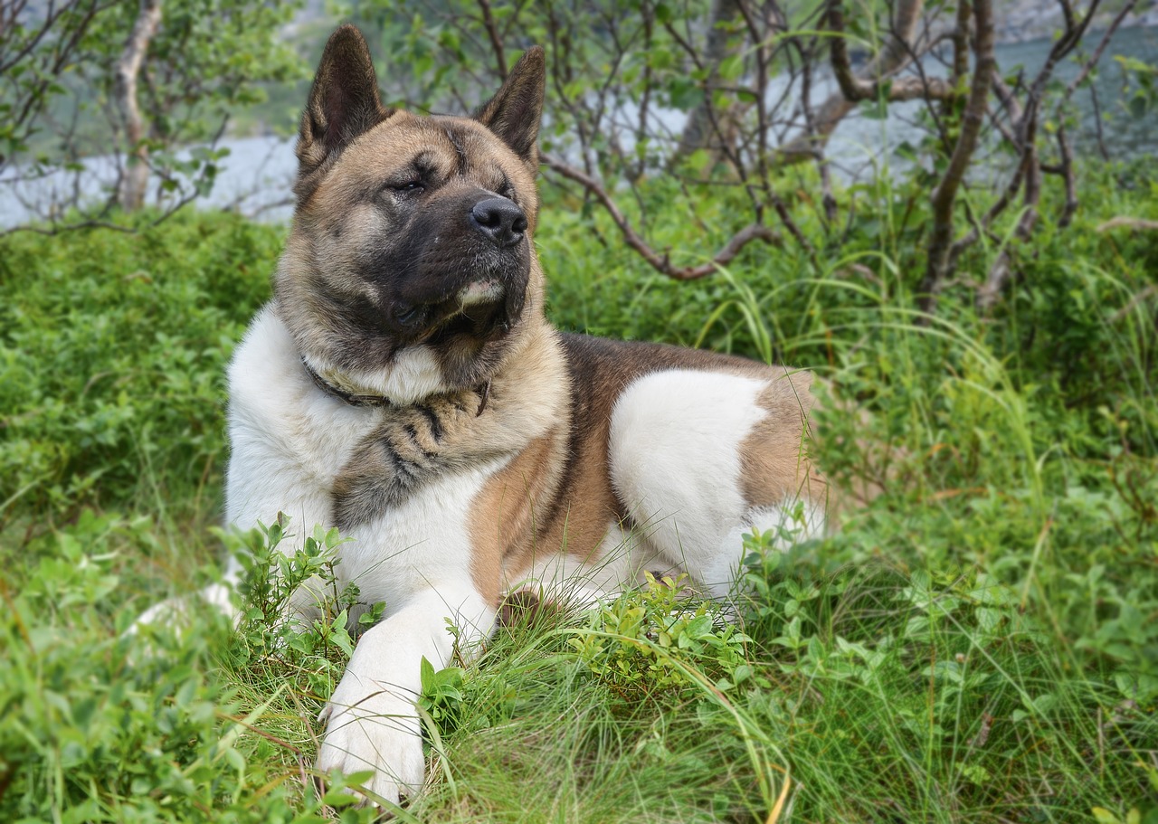 Akita américain couché