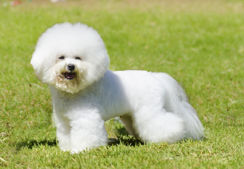 Bichon frisé Bichon frisé