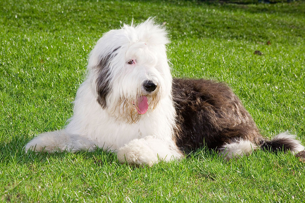 Bobtail Bobtail