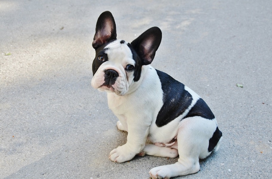 bouledogue français