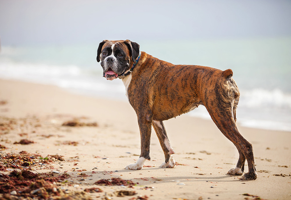 Boxer Boxer