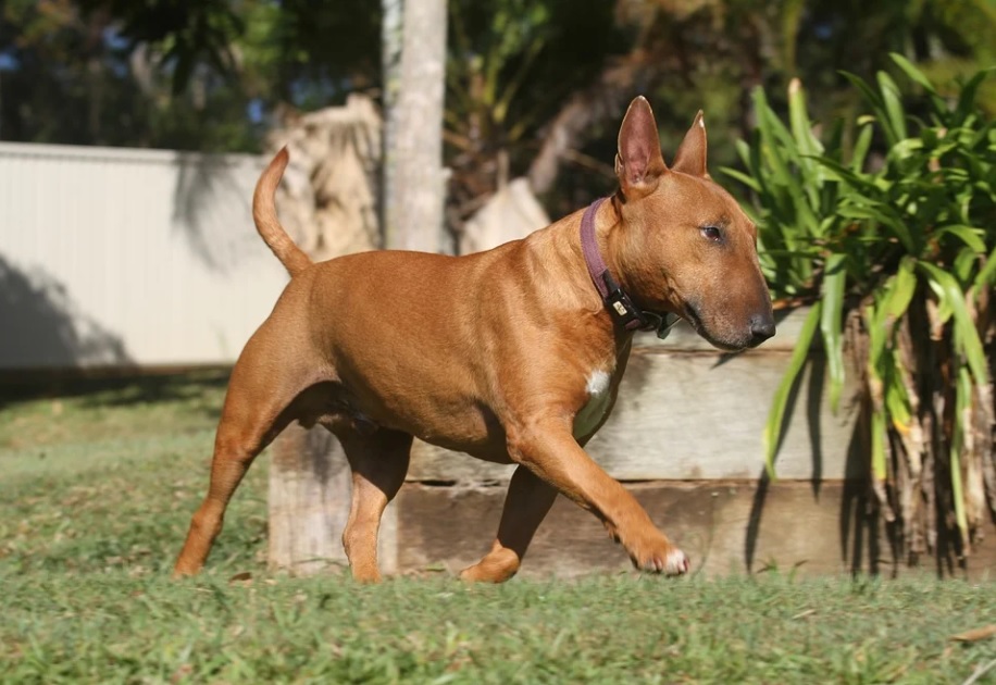 bull terrier