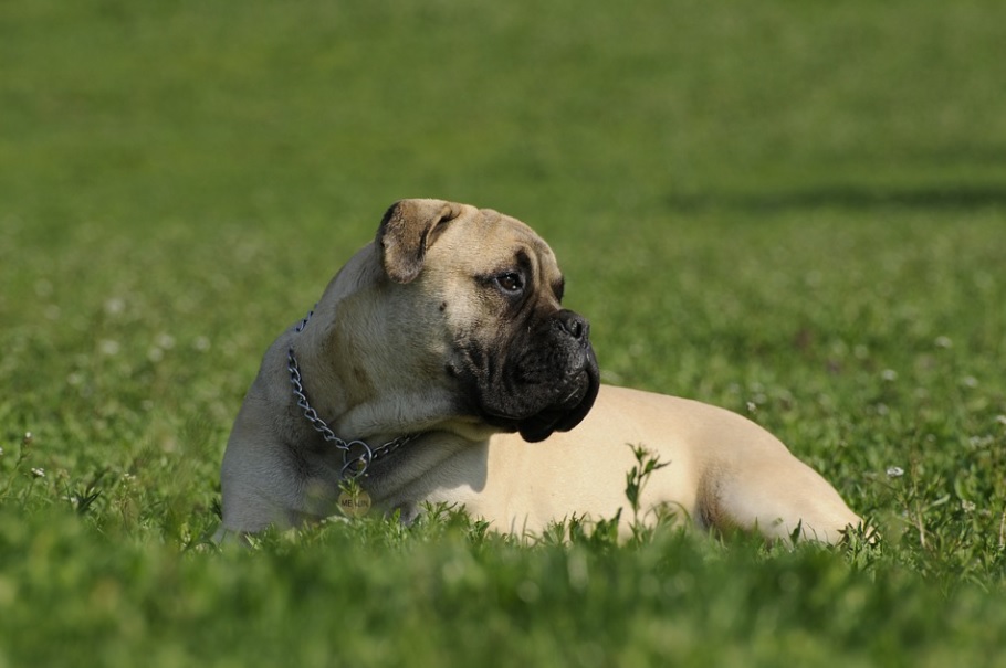 chien Bullmastiff