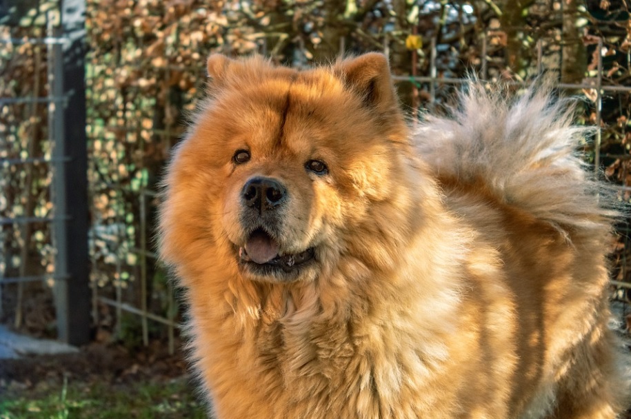 chien chow-chow