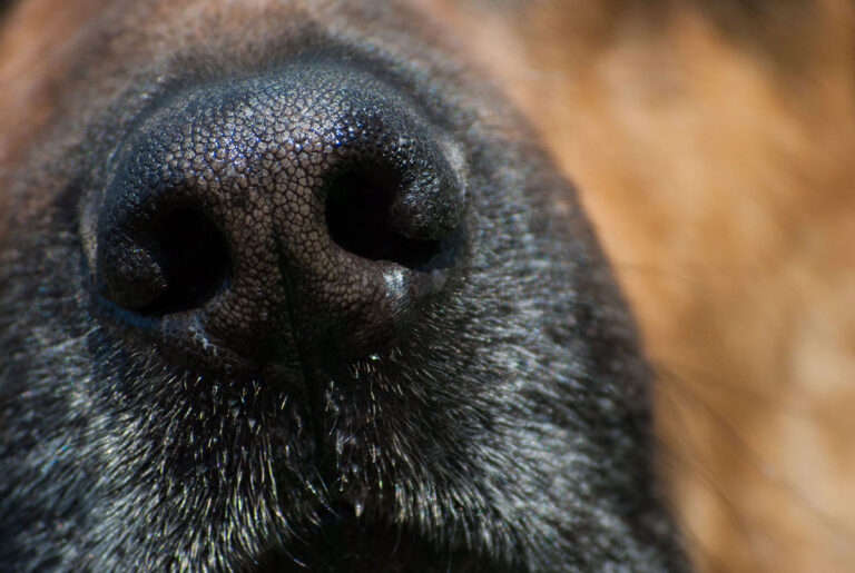 Les chiens pourront-ils nous aider à détecter le coronavirus ? Des tests très bientôt !