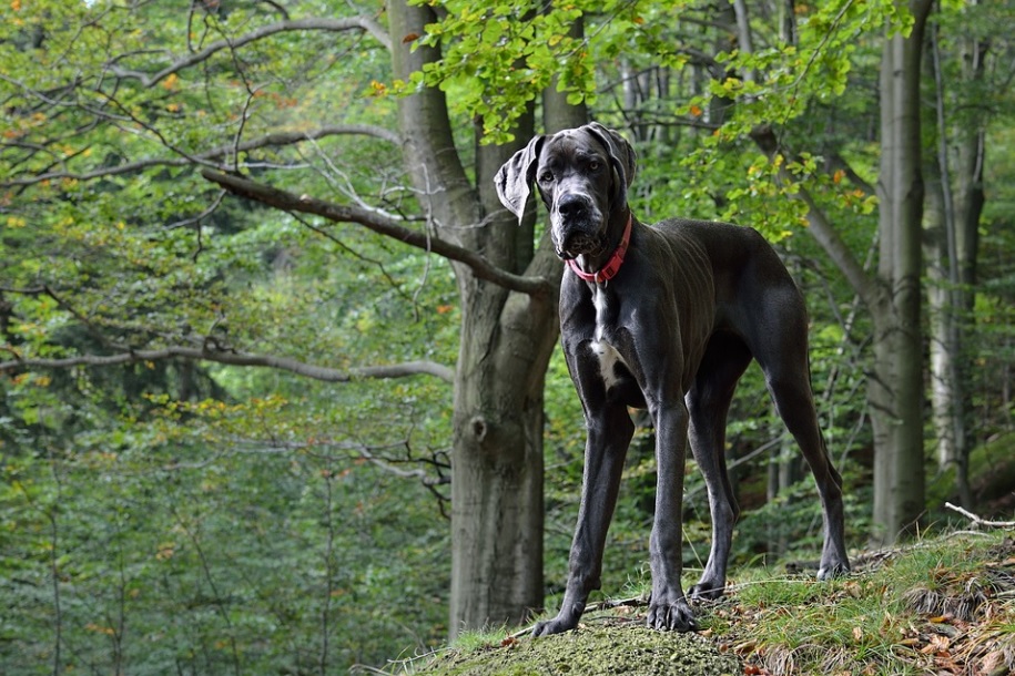 Dogue allemand