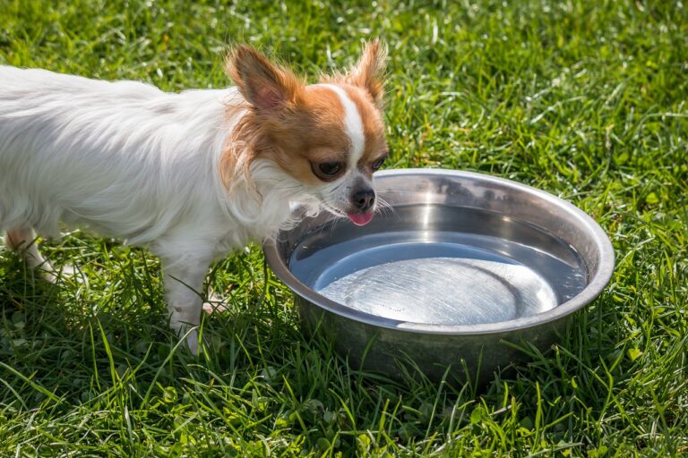 Les chiens peuvent-ils boire de l’eau adoucie ?