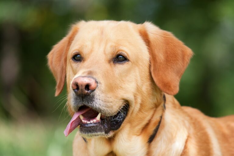 3 raisons d’adopter un Labrador