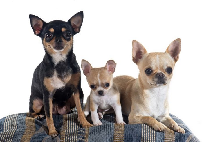 Chihuahua Chihuahua
