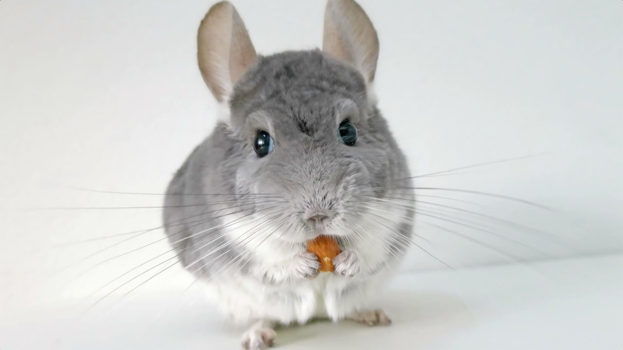 Chinchilla Chinchilla