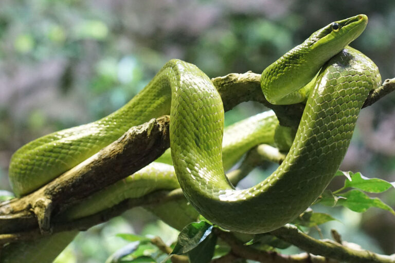 Serpent : tout ce qu’il faut savoir pour bien choisir