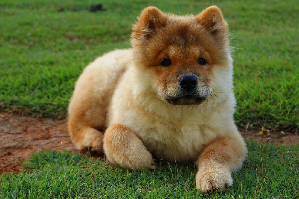 Chow-Chow