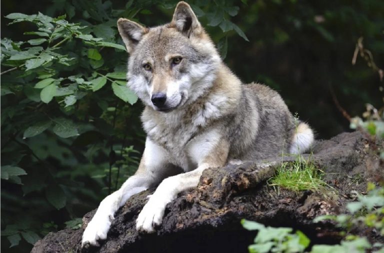 Comment devenir soigneur animalier et travailler avec les animaux sauvages ?