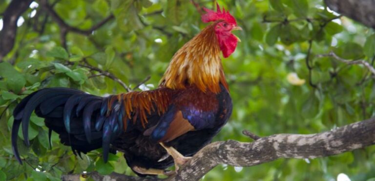 Le coq trop bruyant pourra continuer à faire ses Cocoricos