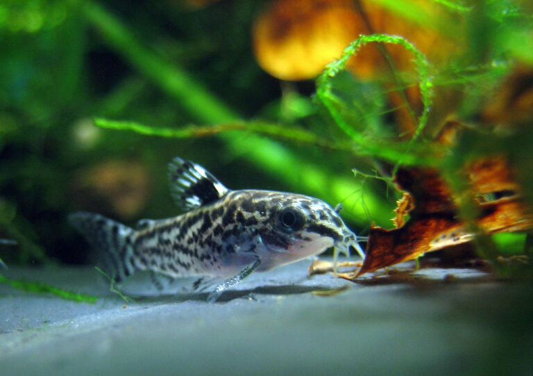 Le Corydoras