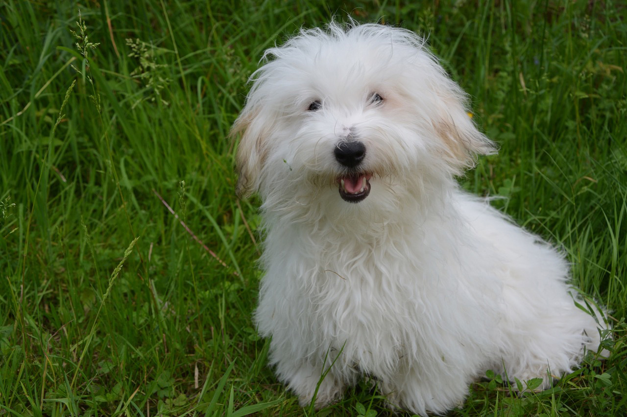 Coton de Tuléar Coton de Tuléar