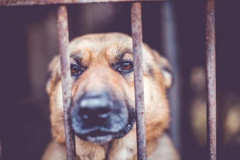La cruauté animale punie de 5 ans de prison en Angleterre