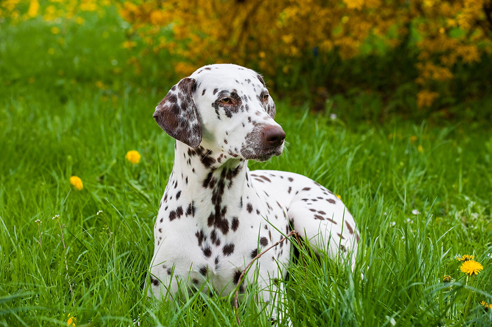 Selon une étude scientifique, le plus beau chien du monde serait le  dalmatien 