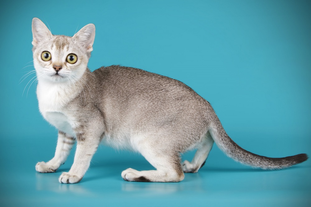 Devon Rex Devon Rex