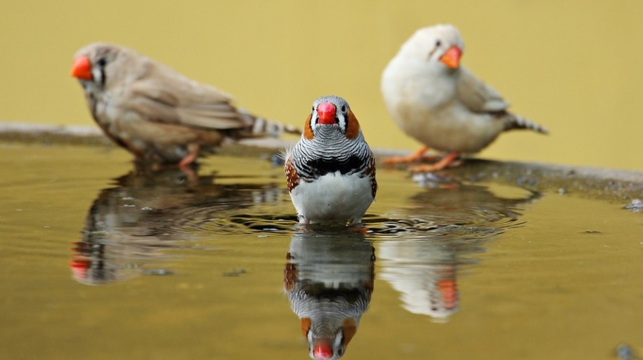 oiseau diamant mandarin
