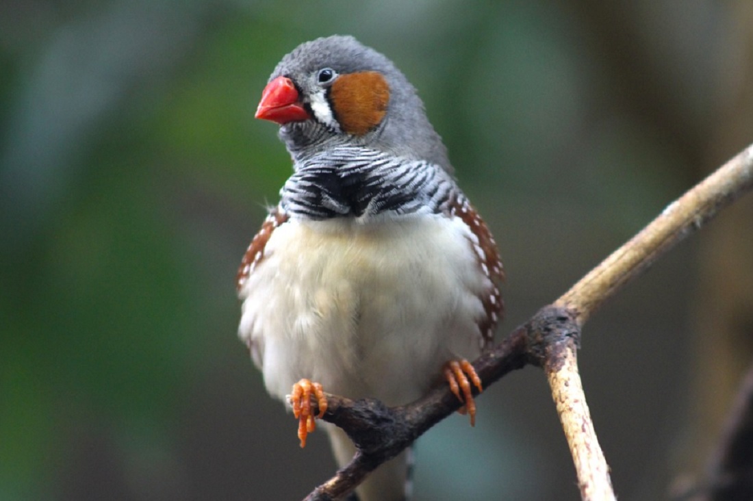 Le diamant mandarin Le diamant mandarin