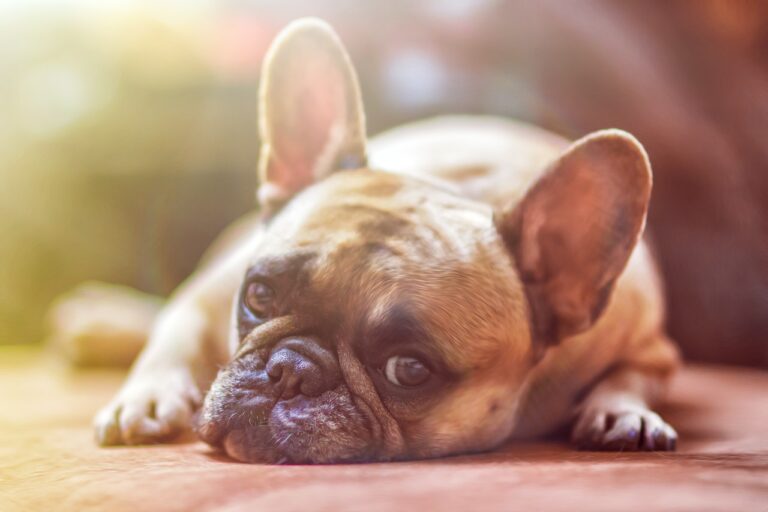 La dirofilariose : Maladie des chiens