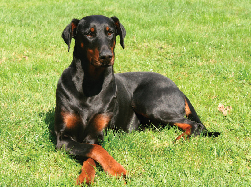 Dobermann Dobermann