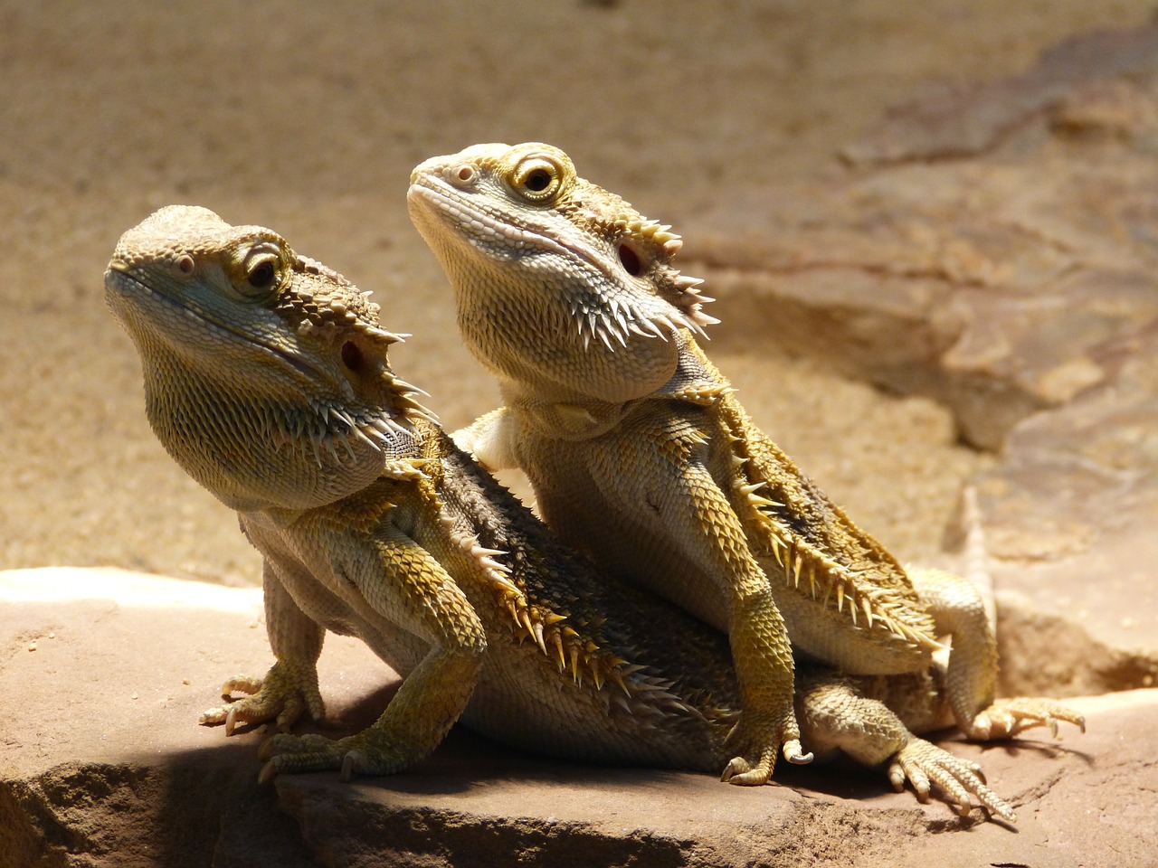 Le dragon barbu ou pogona Le dragon barbu ou pogona