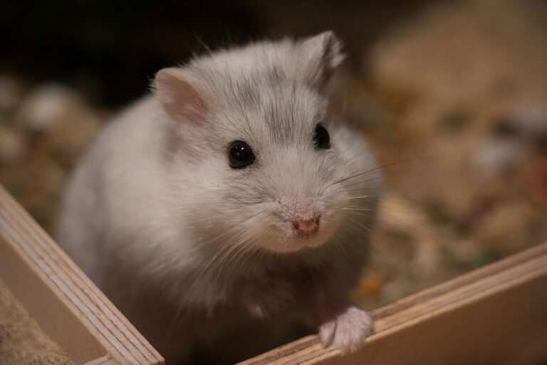 Durée de vie d’un hamster