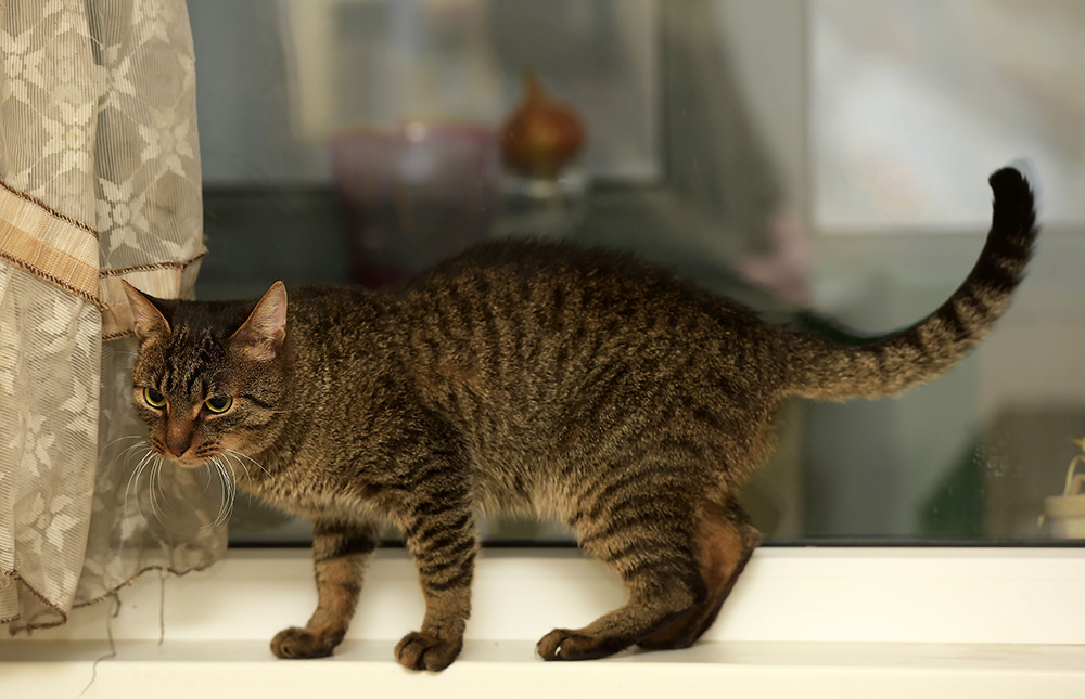 Chat Européen Chat Européen