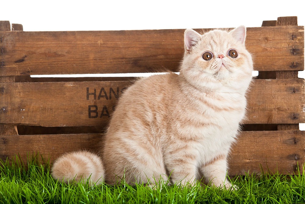 Exotic Shorthair Exotic Shorthair