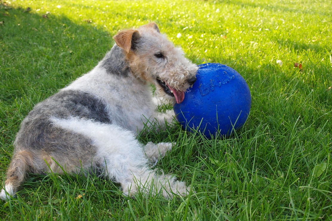Fox Terrier Fox Terrier