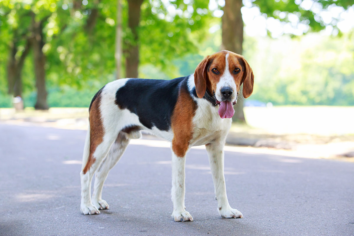 Foxhound américain Foxhound américain