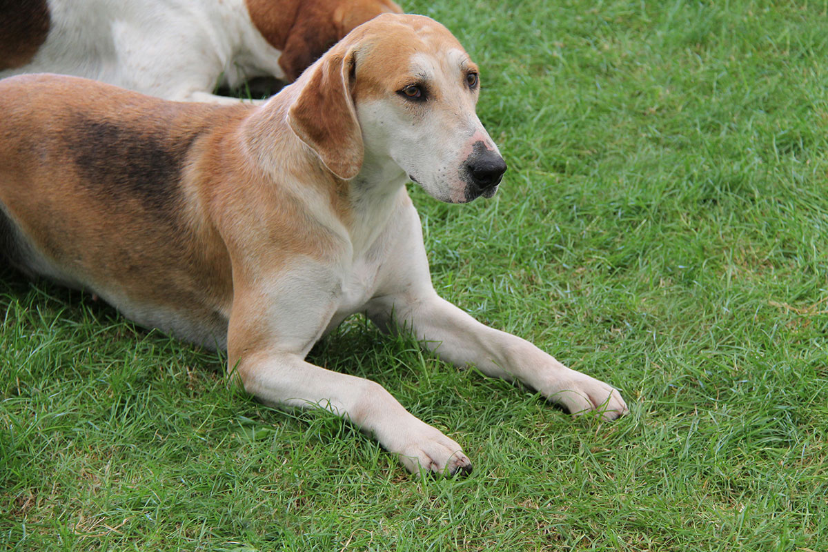 Foxhound anglais