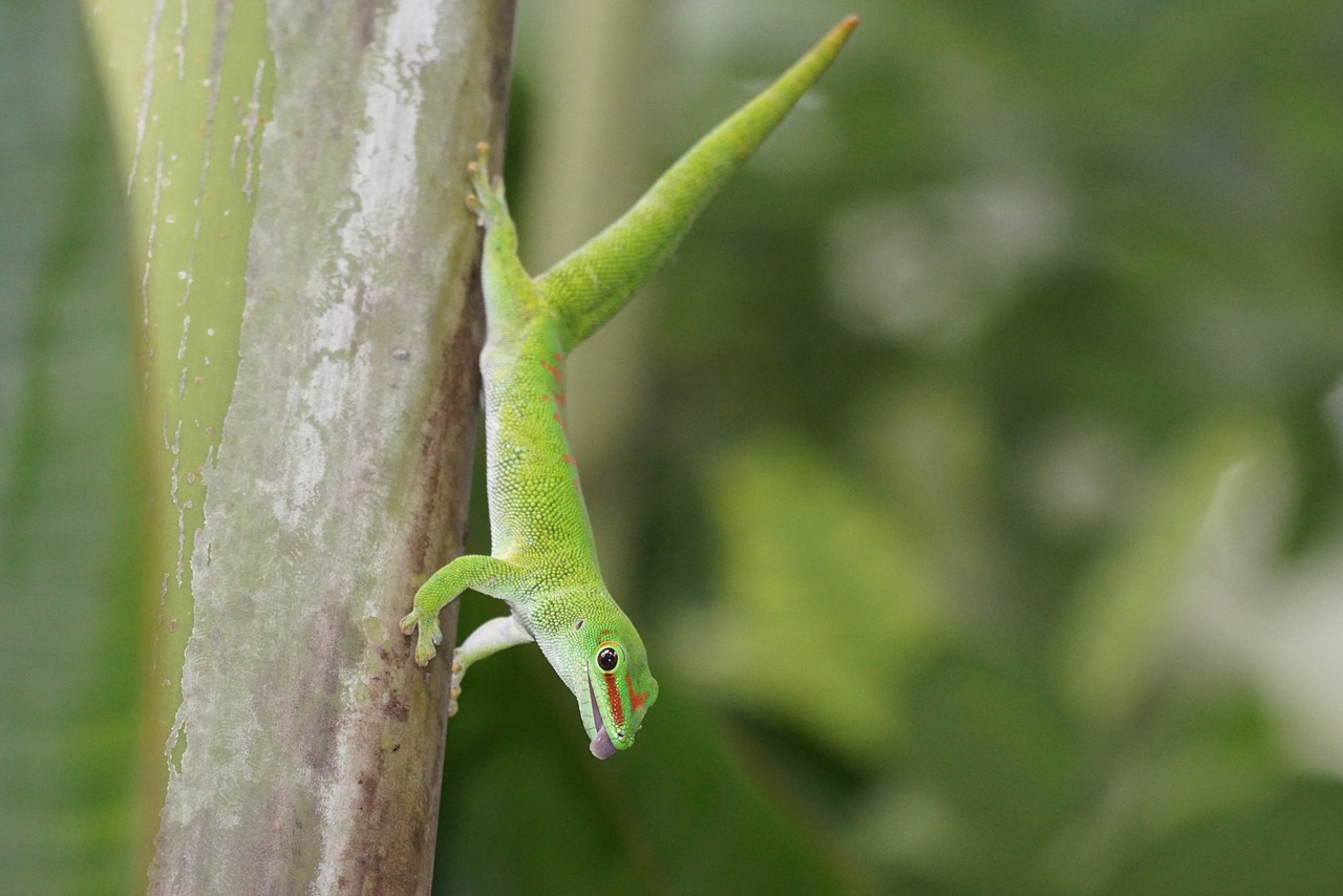 Le gecko de Madagascar Le gecko de Madagascar