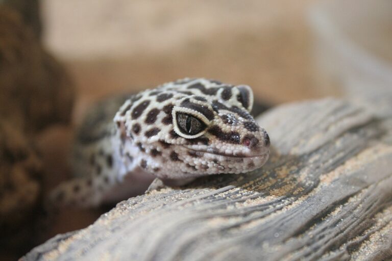 Le Gecko : les 5 espèces