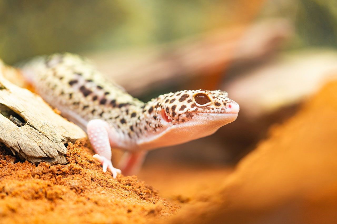 Le gecko léopard Le gecko léopard