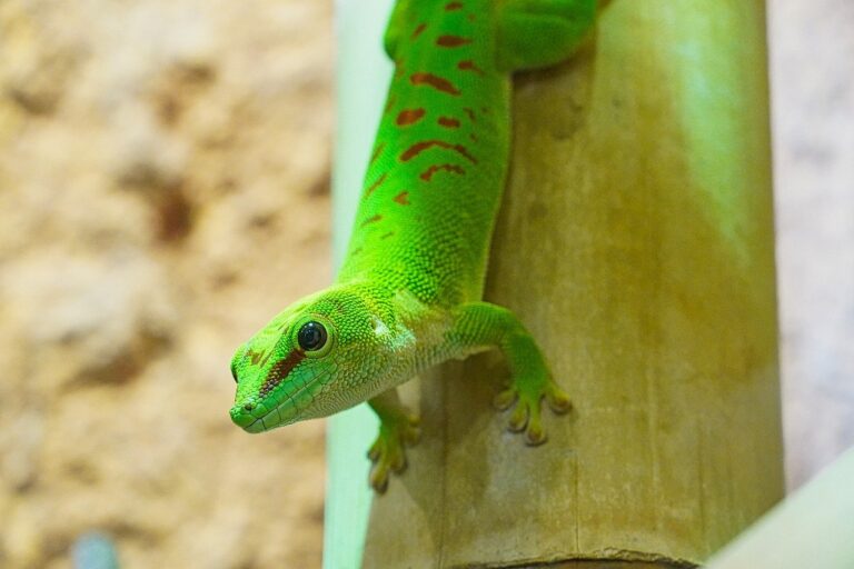 Le gecko vert