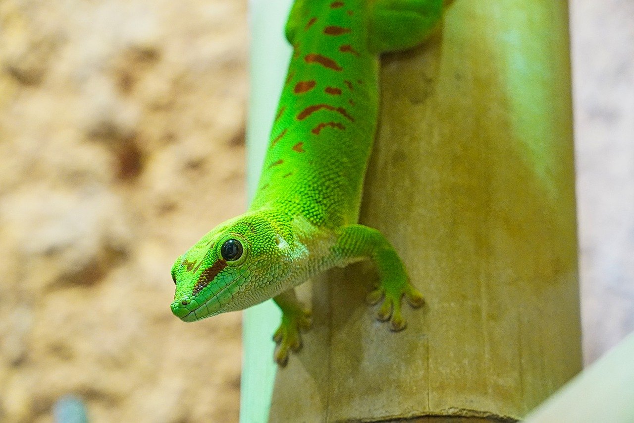 Le gecko vert