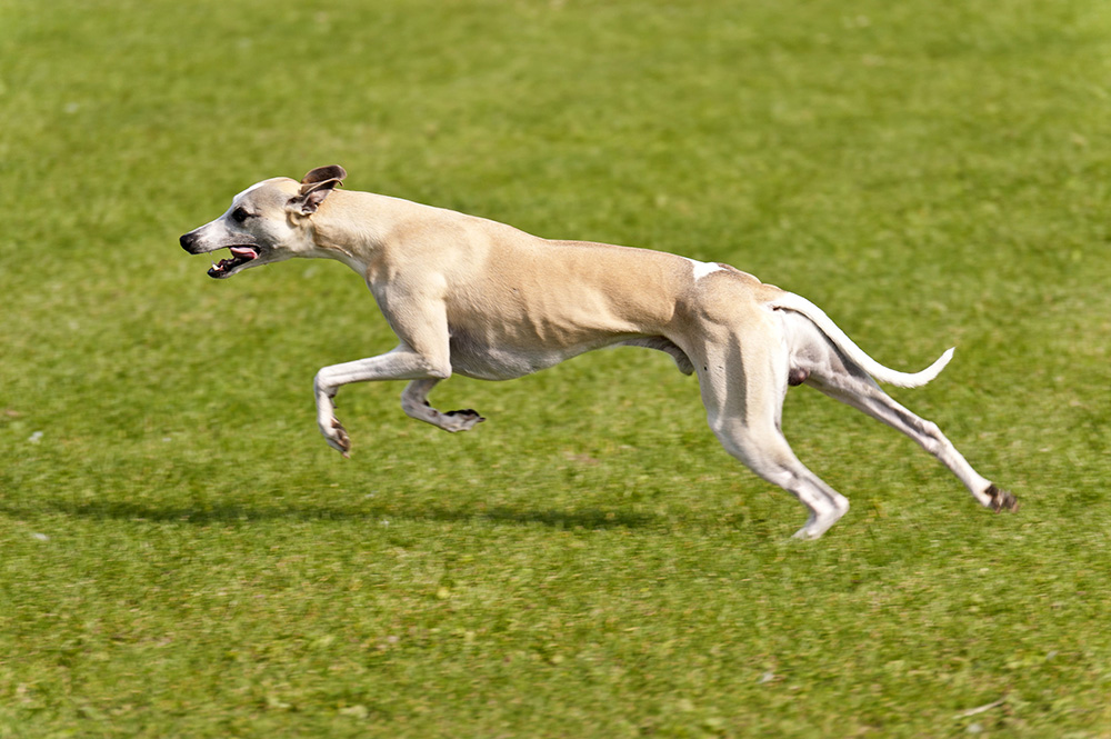 Greyhound Greyhound