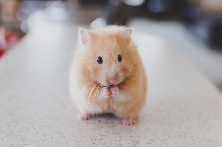 Le hamster : Un petit rongeur doux et facile d’entretien