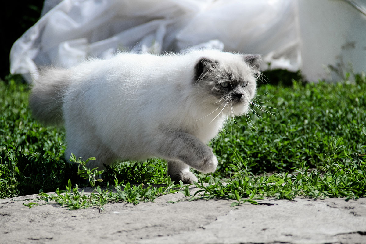 Himalayen Himalayen