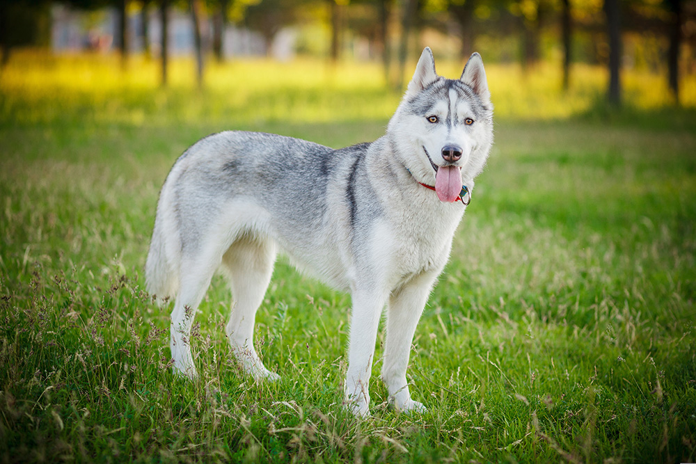 Husky sibérien Husky sibérien