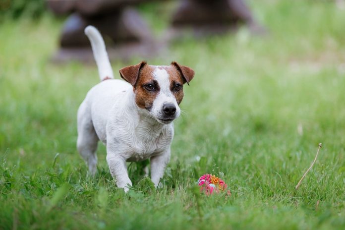 Jack Russel Terrier